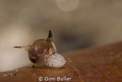 Hopper laying eggs (Siphopteron sp.) by Goni Boller 